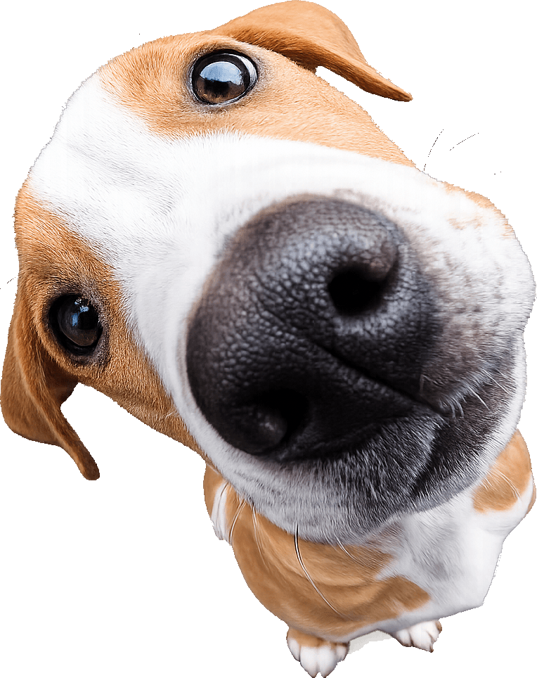 Mascota en Veterinaria Sagrado Corazón